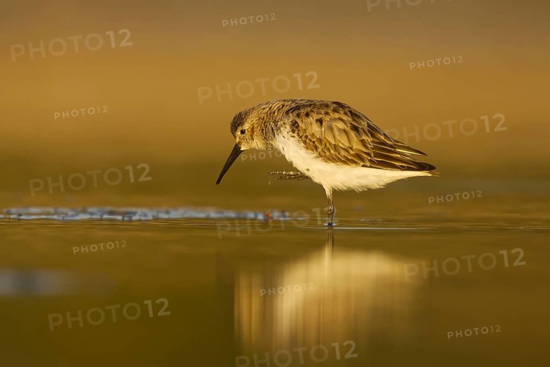 Dunlin (Calidris alpina) foraging, North Rhine-Westphalia, Germany