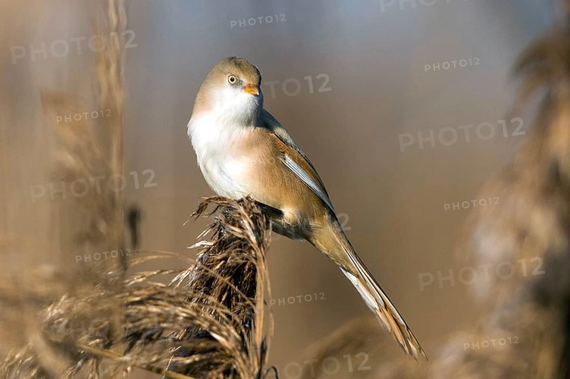 Bearded tit (Panurus biarmicus), songbird, chickadee, Federsee lake, Baden-Württemberg, Federal Republic of Germany