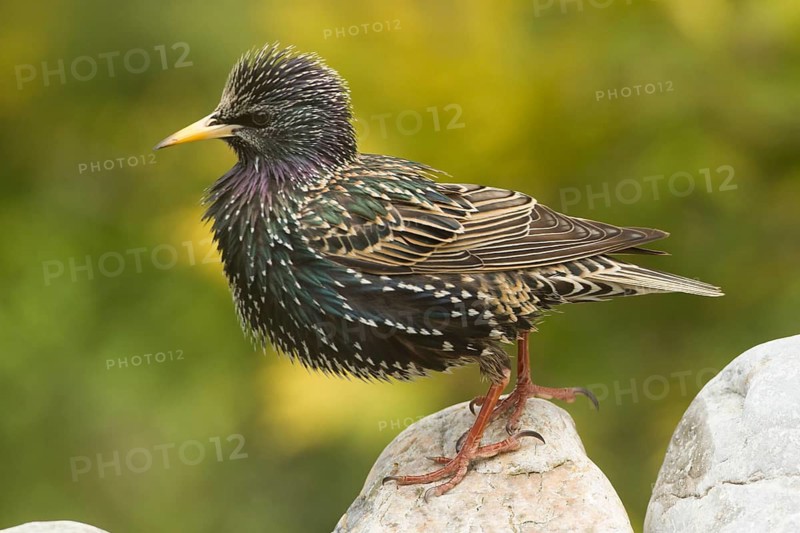 Common Starling (Sturnus vulgaris), Bavaria, Germany