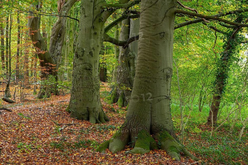 Wald an der Hunte bei Barneführer Holz in autumn, Barneführer Holz, Hatten, Lower Saxony, Germany