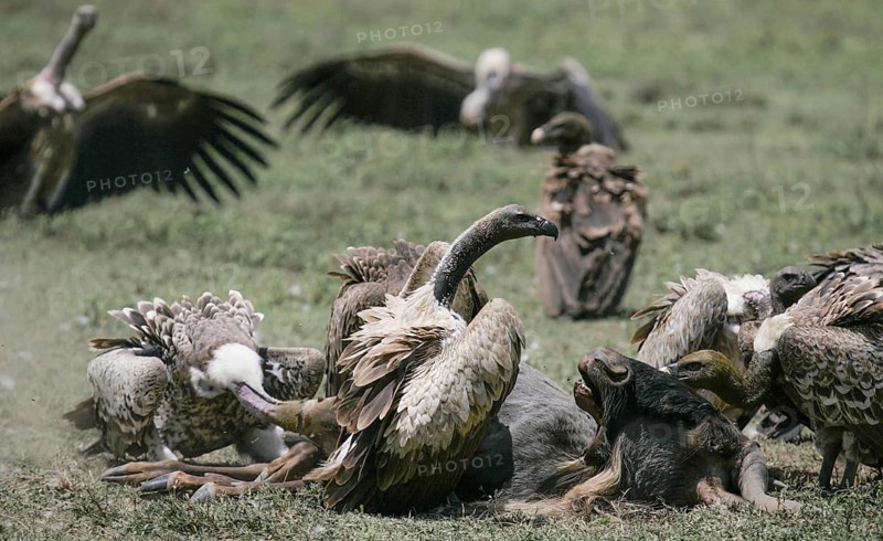 White-backed Vulture (Gyps africanus) adult feeding together with several Barred Vultures (Gyps rueppellii) on the carcass of a Blue Wildebeest (Connochaetes taurinus), Serengeti National Park, Tanzania