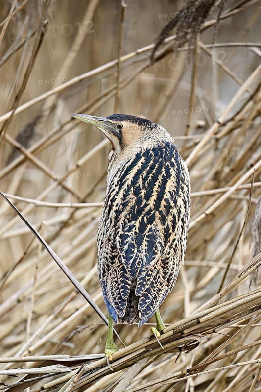 Bittern (Botaurus stellaris), camouflaged standing on reeds, Flachsee nature reserve, Canton Aargau, Switzerland