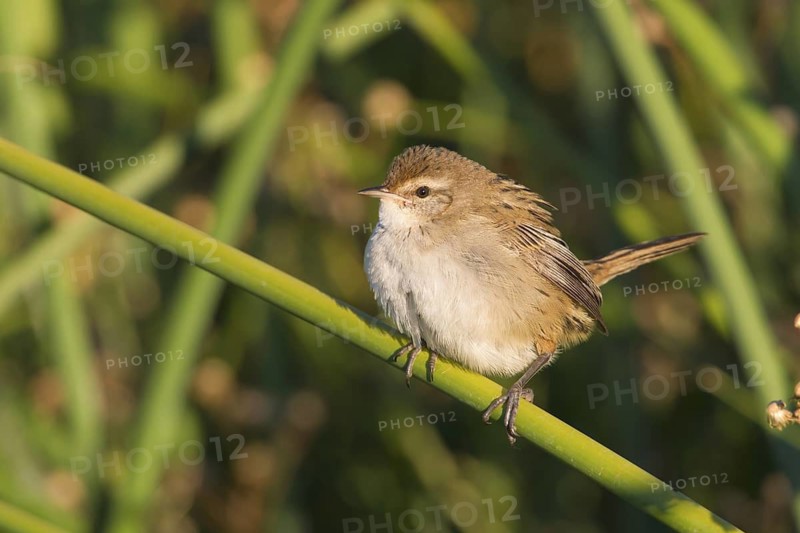 Little Grassbird (Megalurus gramineus), Victoria, Australia