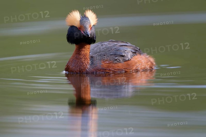 Horned Grebe (Podiceps auritus), Dalarna, Sweden