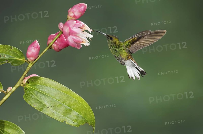 Coppery-headed Emerald (Elvira cupreiceps), Costa Rica