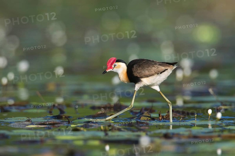 Comb-crested Jacana (Irediparra gallinacea), Queensland, Australia