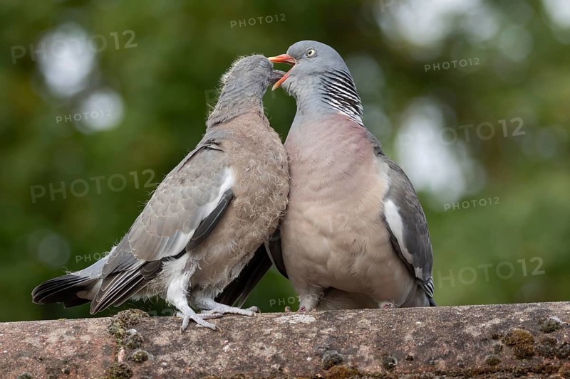 Wood pigeon (Columba palumbus) adult parent garden bird feeding a juvenile baby squab bird on an urban house rooftop, Suffolk, England, United Kingdom