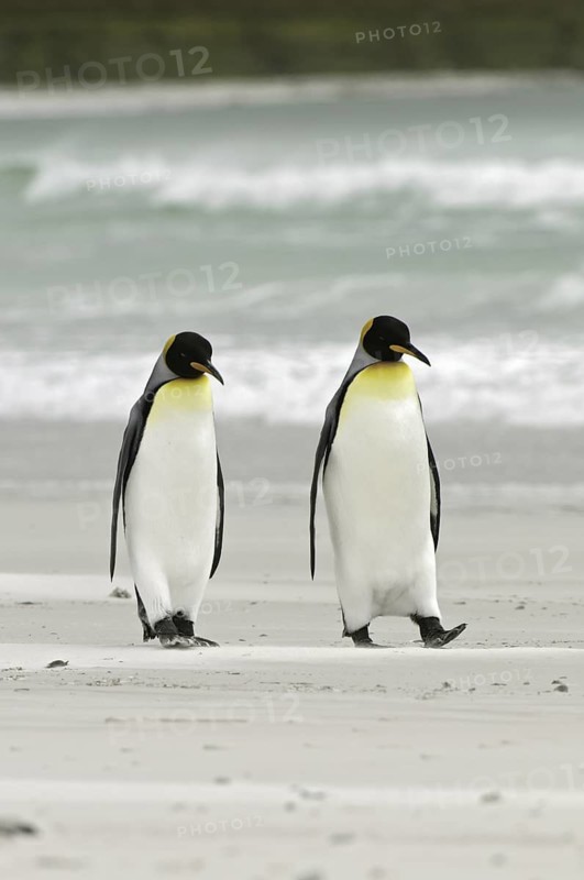 King Penguin (Aptenodytes patagonicus), Falkland Islands