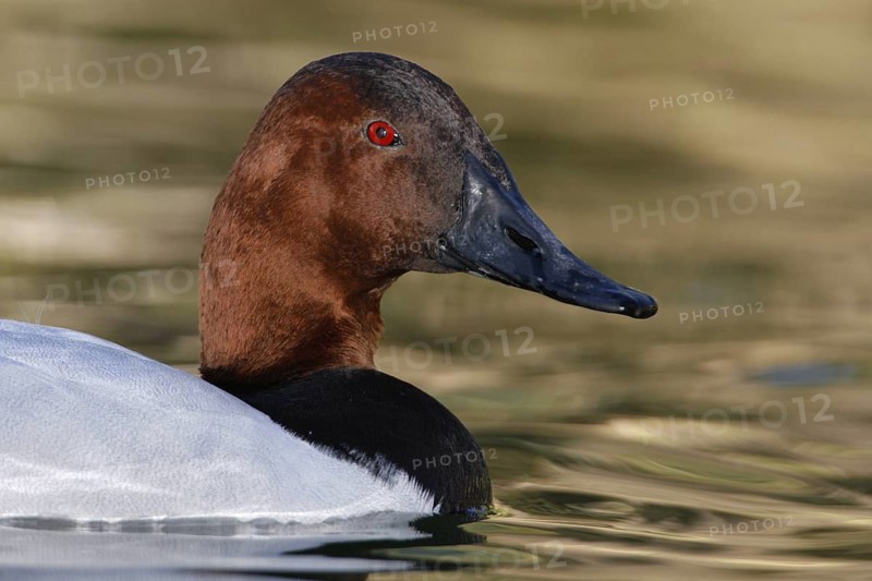 Canvasback (Aythya valisineria) male, Arizona, USA