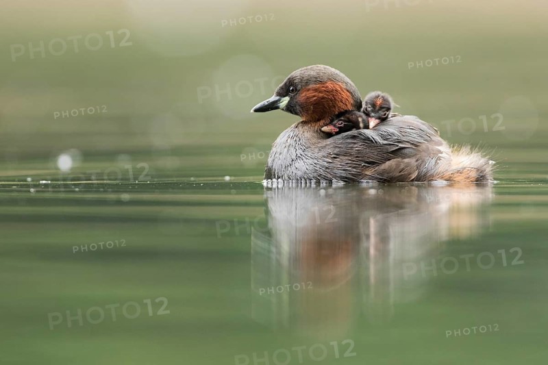 Little Grebe (Tachybaptus ruficollis) with chicks, Hesse, Germany