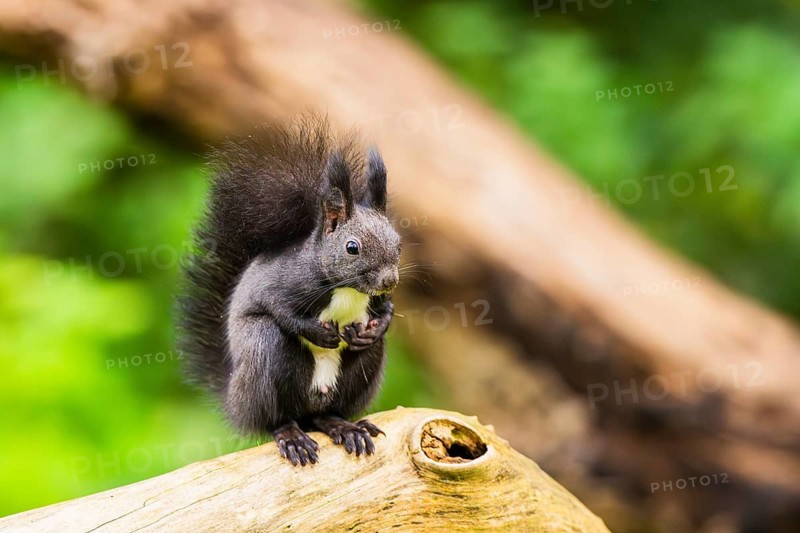 Red squirrel (Sciurus vulgaris) sitting on an old wrotten tree trunk in a forest, Bavaria, Gernany