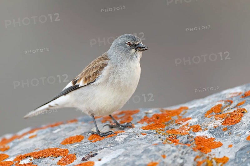 Snowfinch (Montifringilla nivalis), Valais, Switzerland