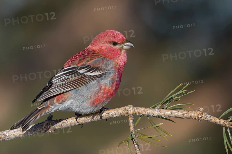 Pine Grosbeak - Hakengimpel - Pinicola enucleator, Finland, adult male