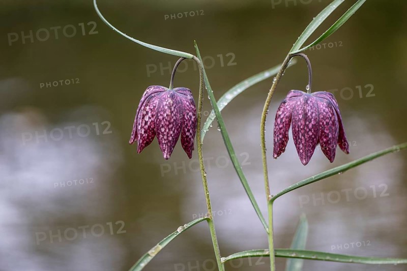 Snake's Head Fritillary (Fritillaria meleagris), Emsland, Lower Saxony, Germany