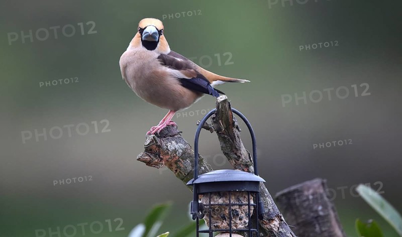 Hawfinch (Coccothraustes coccothraustes) sitting with the fat balls, Schleswig-Holstein, Germany