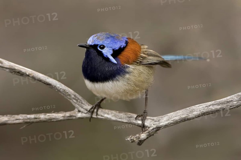 Blue-breasted Fairywren (Malurus pulcherrimus) male, Western Australia, Australia