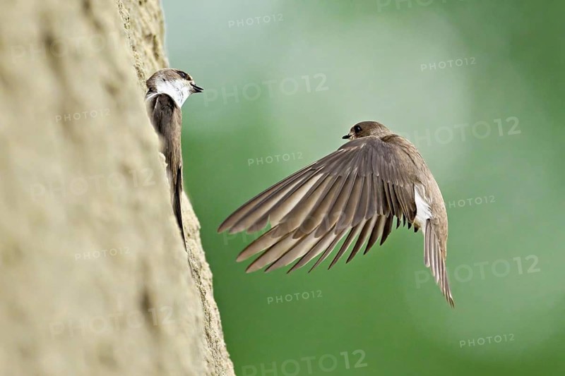 Sand martin (Riparia riparia), approaching the breeding tube, Reussegg nature reserve, Canton Aargau, Switzerland
