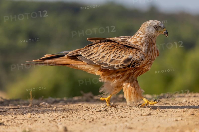 Red kite (Milvus milvus), on the ground, Catalonia, Spain
