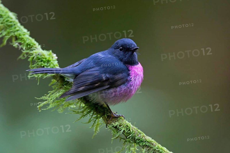Pink Robin (Petroica rodinogaster) male perched on a mossy branch, Victoria, Australia