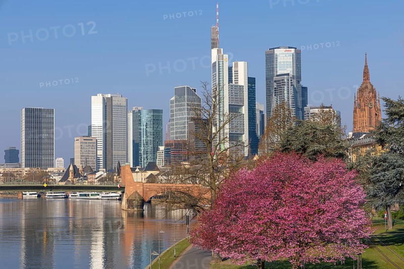 The ornamental cherries on the banks of the Main in Frankfurt start to bloom at spring arrival, Frankfurt am Main, Hesse, Germany