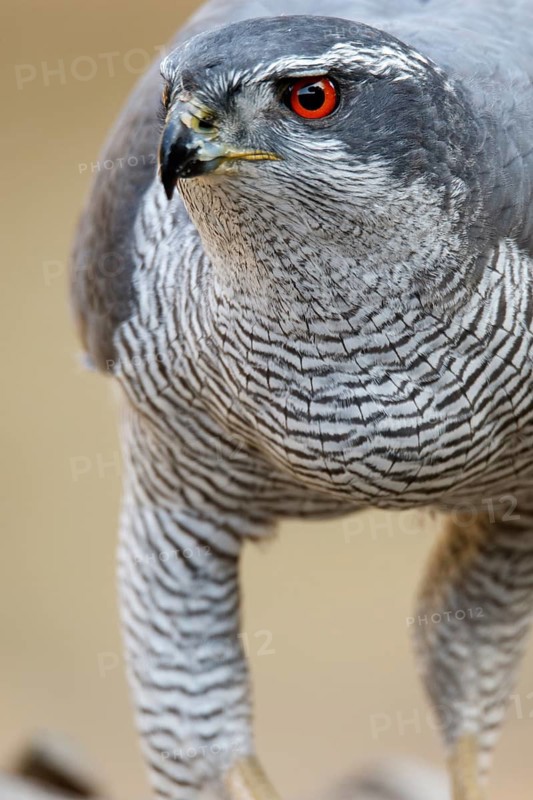 Northern Goshawk (Accipiter gentilis), adult male, Castile and Leon, Spain