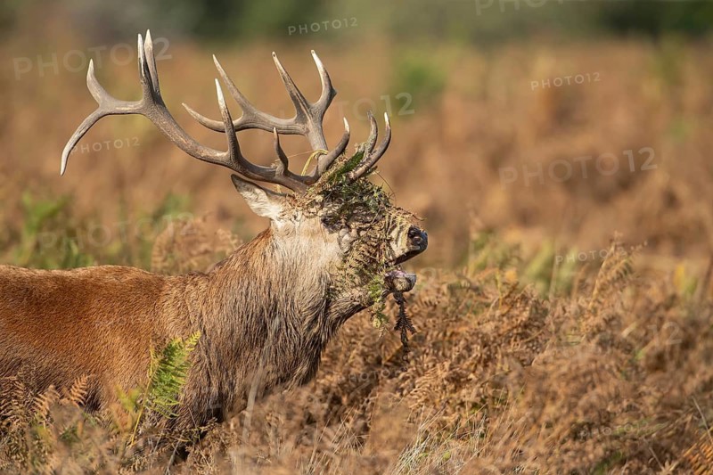 Red deer (Cervus elaphus) adult male stag animal roaring with its mouth open during the rutting season in autumn, England, United Kingdom