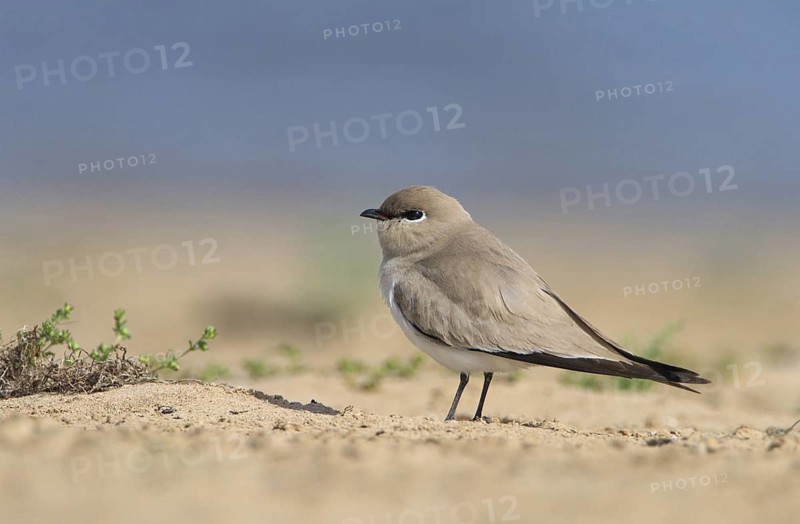 Small Pratincole (Glareola lactea), Uttar Pradesh, India