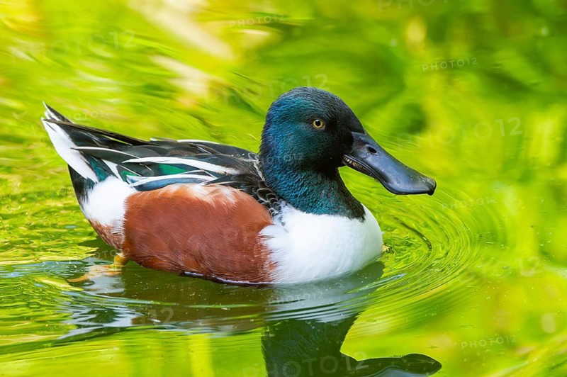 Northern shoveler (Spatula clypeata) male swimming in lake in summer, Bavaria, Germany