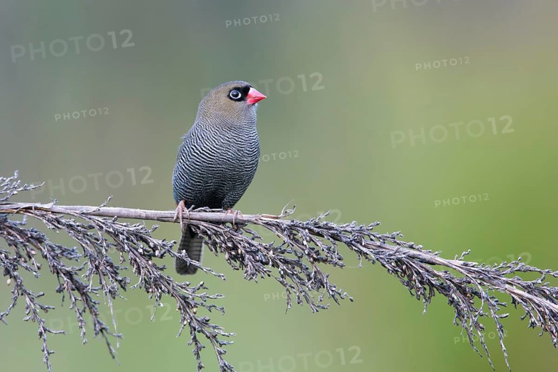Beautiful Firetail (Stagonopleura bella) perched on a branch, Victoria, Australia