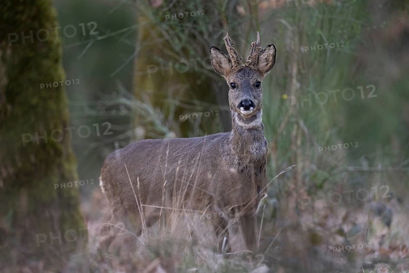 Roebuck in spring, Bitburg, Rhineland-Palatinate, Germany