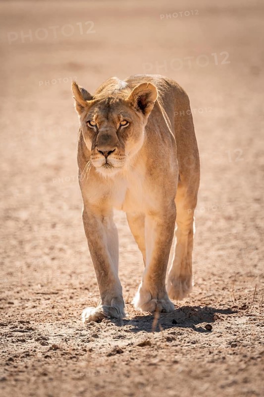 Lioness (Panthera leo) walking towards camera, Kgalagadi Transfrontier National Park, Northern Cape, South Africa