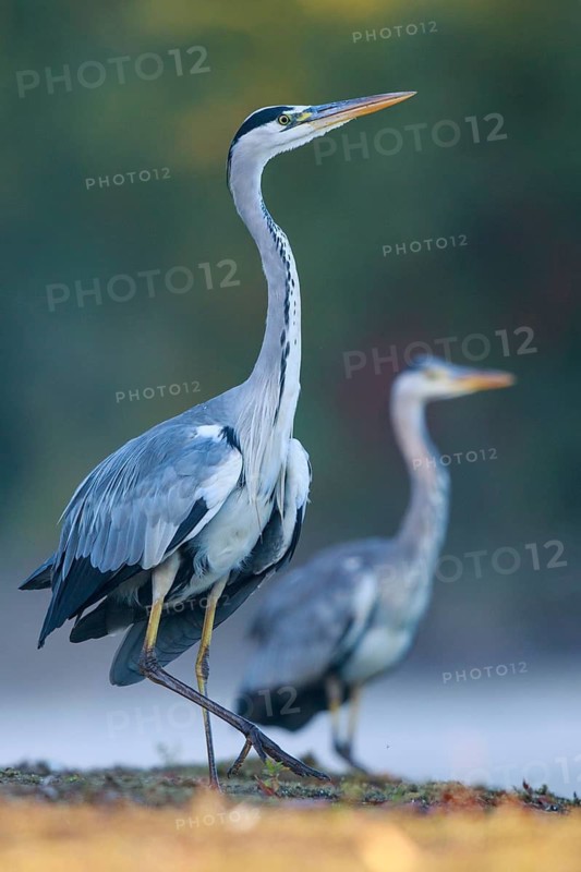 Grey Heron (Ardea cinerea) in a threathening posture, North Rhine-Westphalia, Germany
