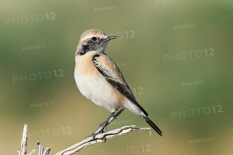 Desert Wheatear (Oenanthe deserti homochroa) Eilat, Israel