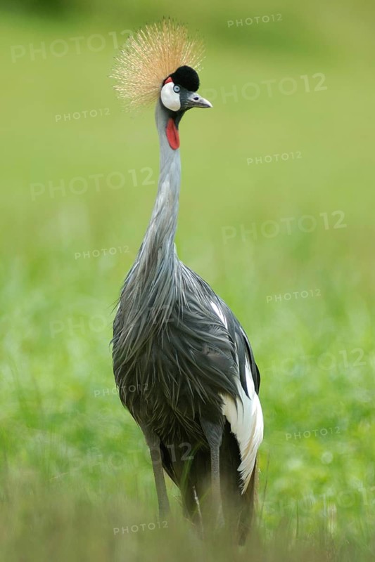 Grey Crowned Crane (Balearica regulorum), Uganda
