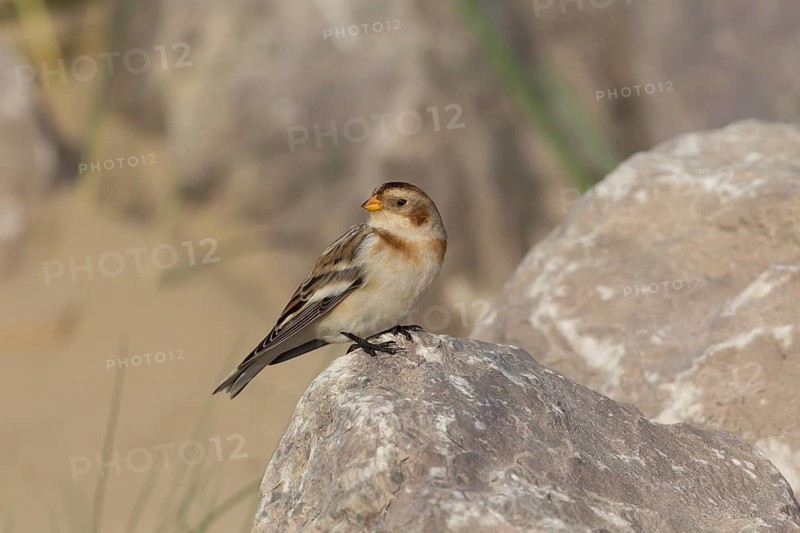 Snow Bunting (Plectrophenax nivalis), Wales, United Kingdom