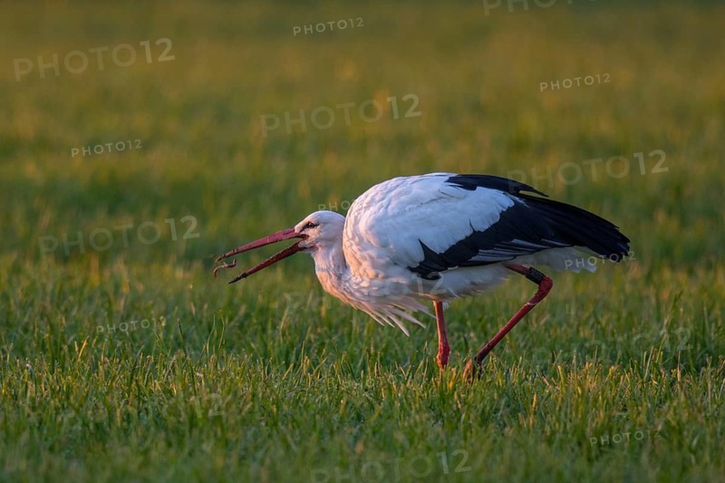 White Stork (Ciconia ciconia) foraging, North Rhine-Westphalia, Germany