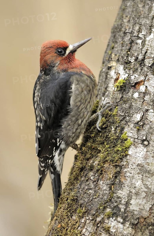 Red-breasted Sapsucker (Sphyrapicus ruber), British Columbia, Canada