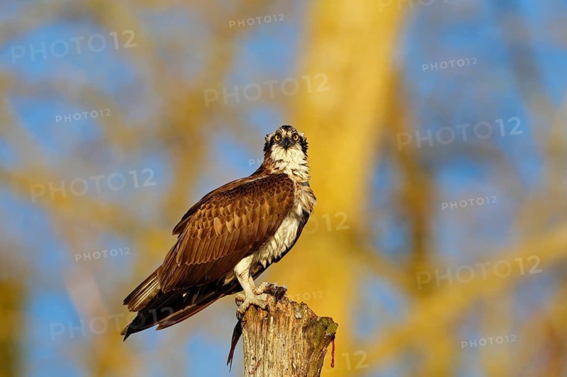 Western Osprey (Pandion haliaetus) eating a fish, Mecklenburg-Western Pomerania, Germany