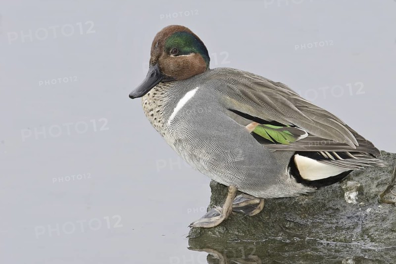 Green-winged Teal (Anas carolinensis) male, California, USA