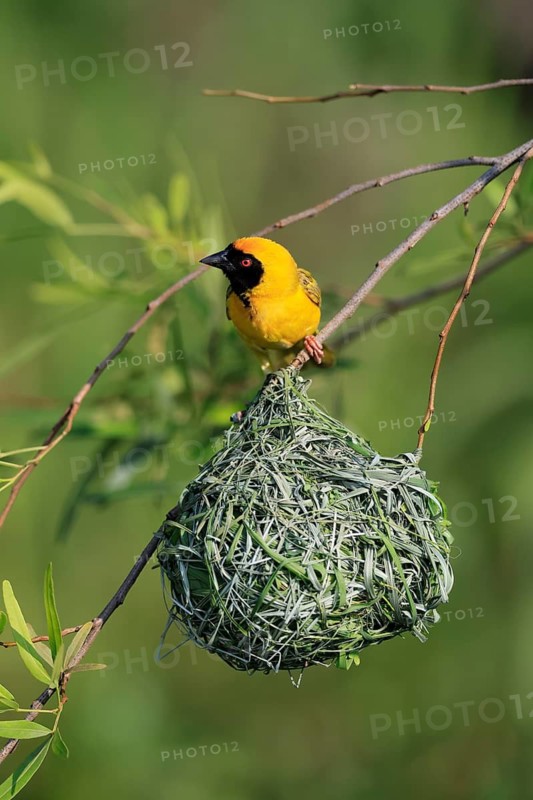 Masked Weaver (Ploceus velatus), adult, male, at the nest, alert, Pilanesberg National Park, North West Province, South Africa