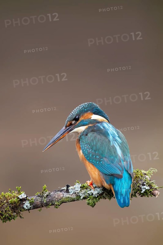 Common kingfisher (Alcedo atthis) adult female bird on a tree branch, England, United Kingdom