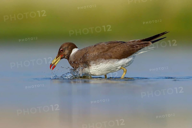 Hemprich's Gull, (Ichthyaetus hemprichii), (Larus hemprichii), Fish Eagle Gull Salalah, Raysut, Dhofar, Oman