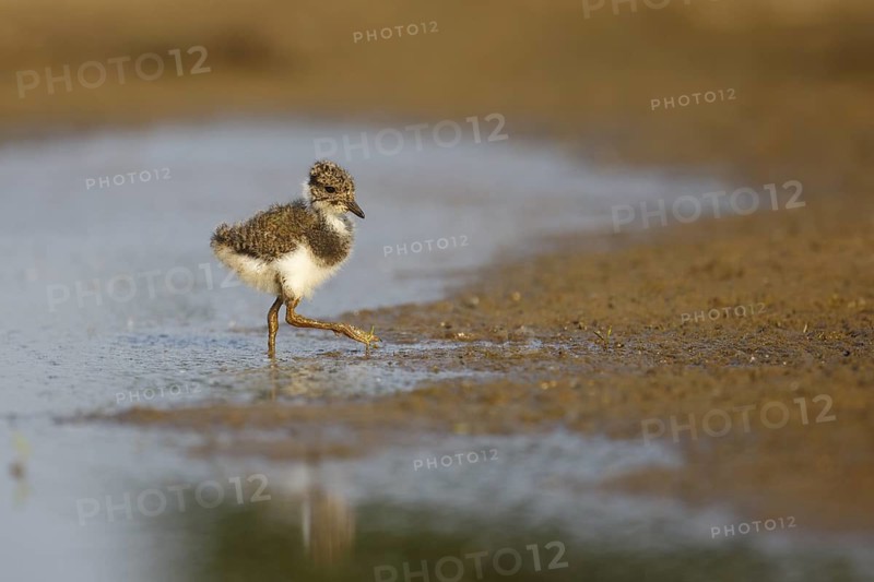 Northern Lapwing (Vanellus vanellus) chick, North Rhine-Westphalia, Germany