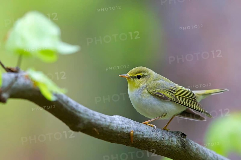Wood warbler, (Phylloscopus sibilatrix), animals, birds, songbirds, perch, biotope, habitat, foraging, deciduous warbler family, Neustadt an der Weinstrass district, Rhineland-Palatinate, Germany