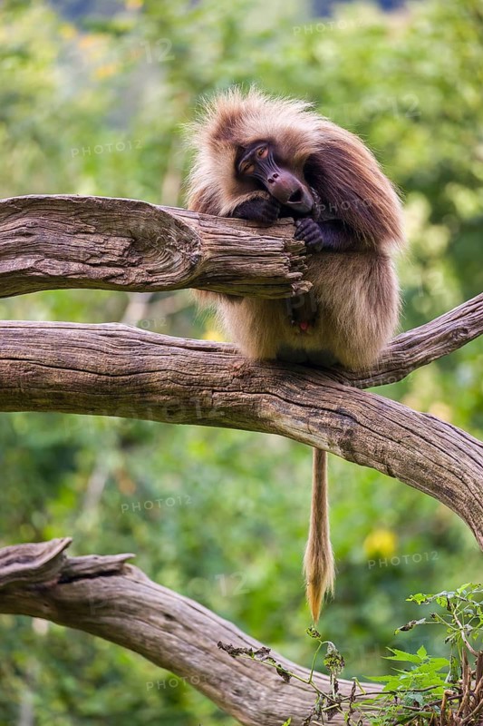 Portrait of an adult male Gelada (Theropithecus gelada), or bleeding-heart monkey, resting on a log. A green forest in the background