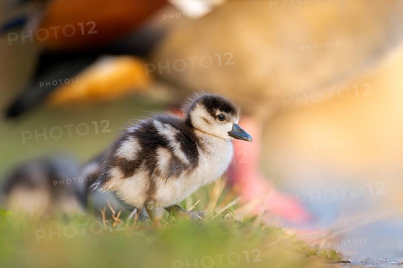 Egyptian goose (Alopochen aegyptiaca) cute chick on a meadow at the shore of a lake, Bavaria, Germany