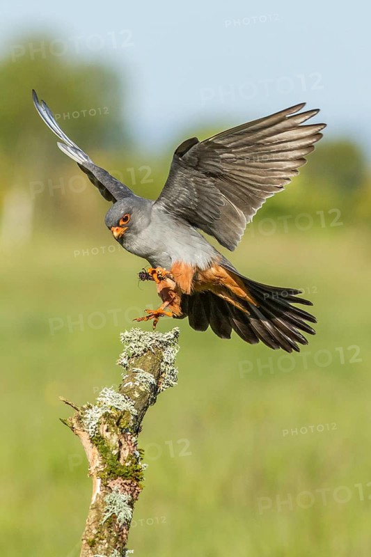 Red-Footed Falcon (Falco vespertinus), adult male landing on a branch, Galicia, Spain