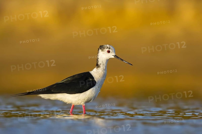 Black-winged Stilt (Himantopus himantopus) male foraging, North Rhine-Westphalia, Germany