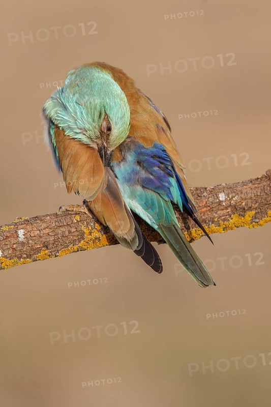 European Roller (Coracias garrulus), perched on a branch preening, Castile-La Mancha