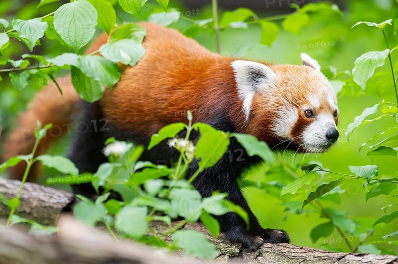 Red panda (Ailurus fulgens) on a branch in a tree, captive, Germany